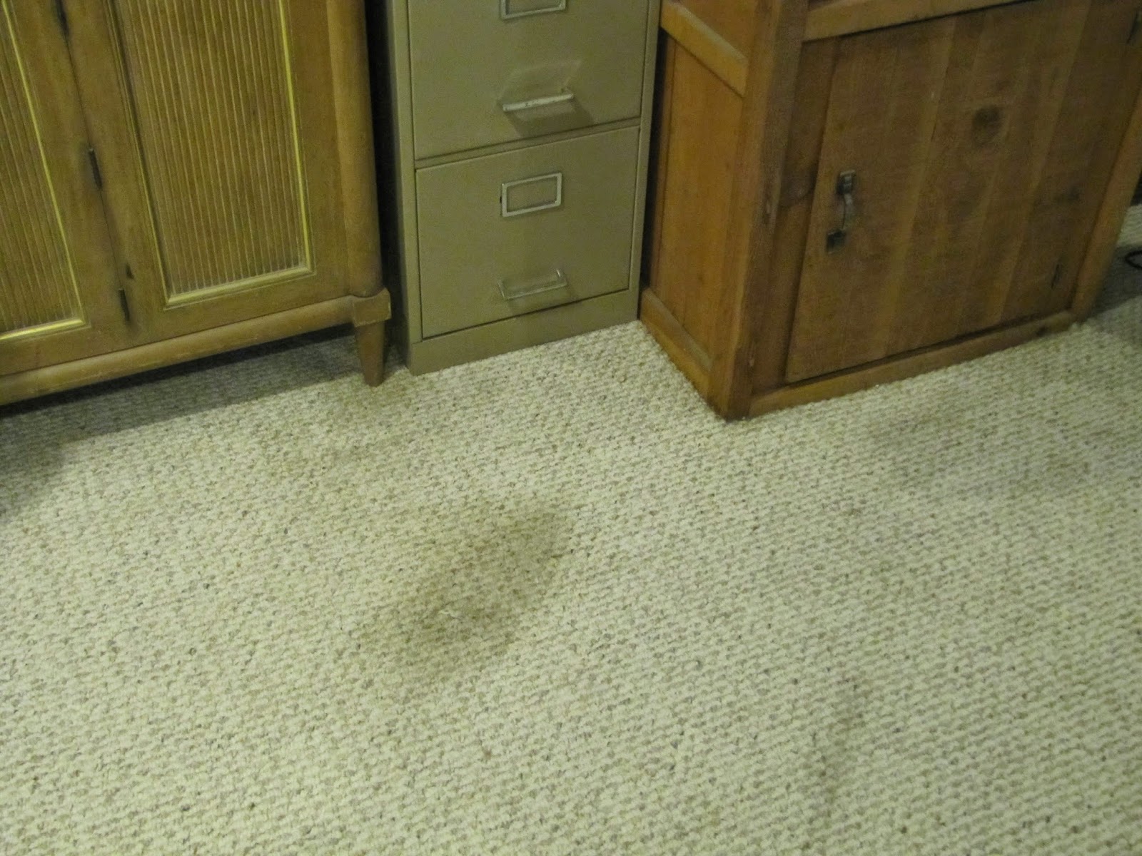 Best Carpet Cleaner And Stain Remover How To Remove Cat Puke Stains