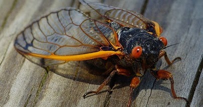 Can Dogs Eat Cicadas Can Dogs Eat Cicadas
