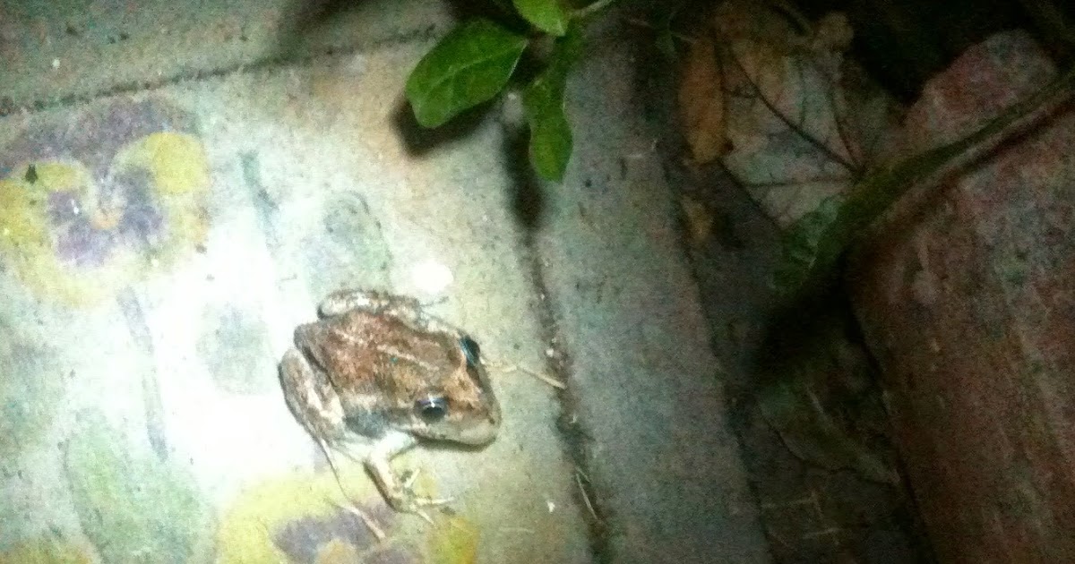 Window Lane Frogs in the Backyard