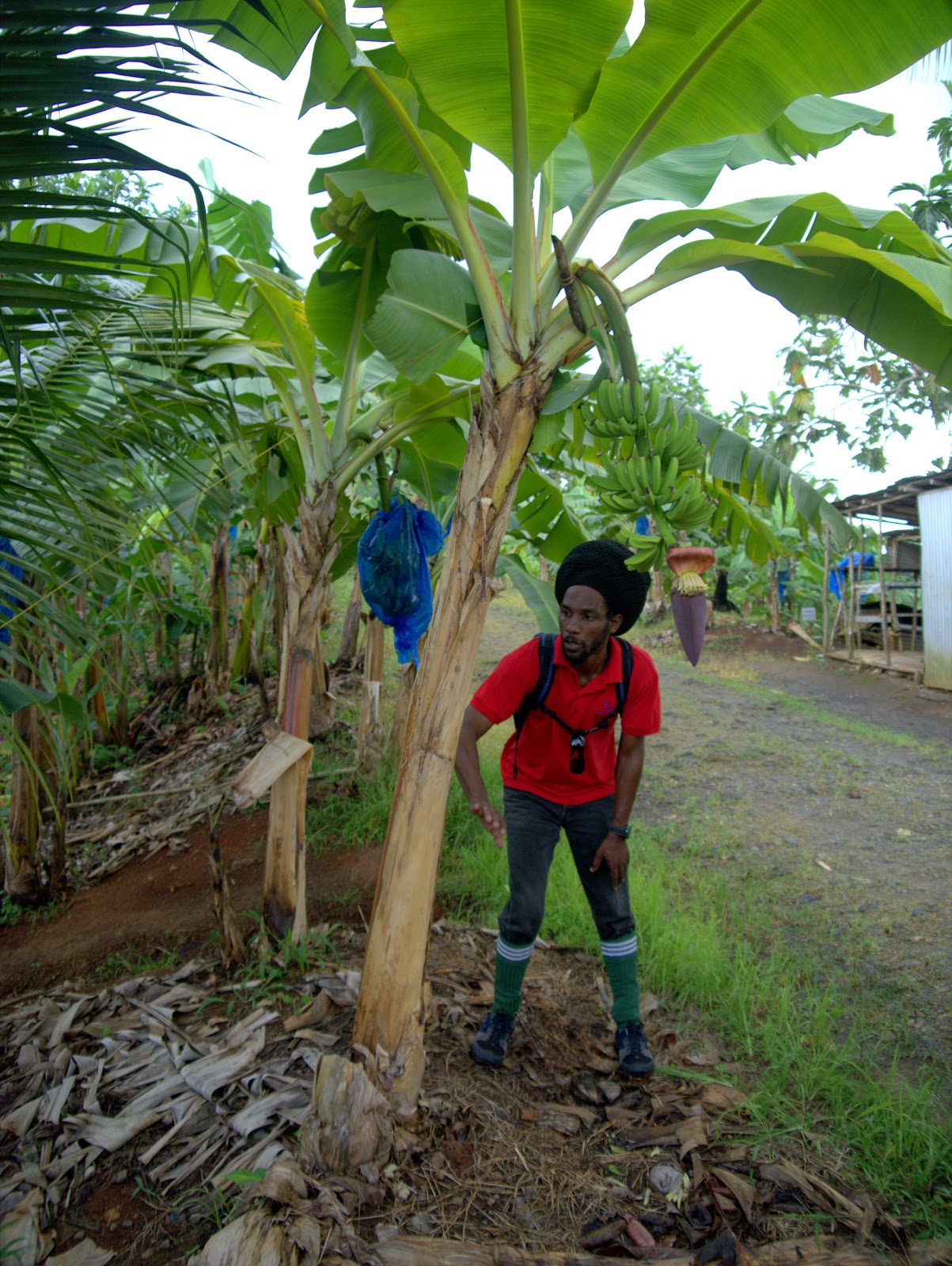 Peter Lovett's ramblings Growing bananas in St. Lucia for the UK & the EU straight banana myth