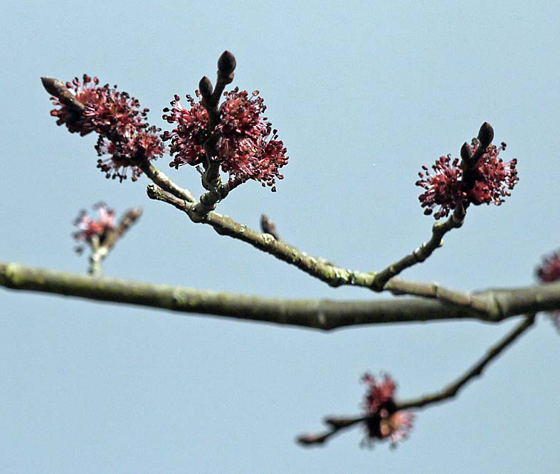 OF CURIOSITIES Elm flowers