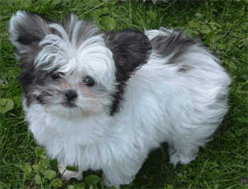 Bolognese Dog Breed Canada Bolognese Dog Breed Canada