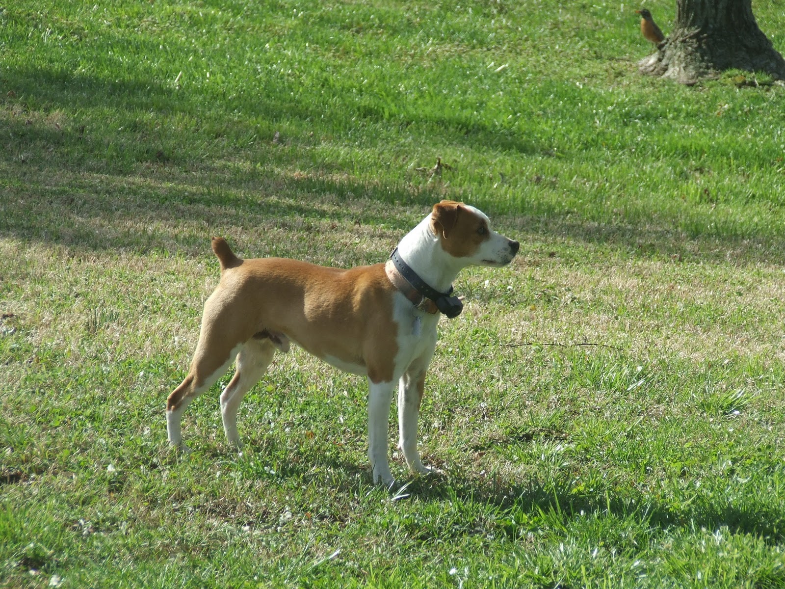 feist dogs feist dogs for sale in ohio breeds picture feist dogs feist dogs for sale in ohio breeds picture