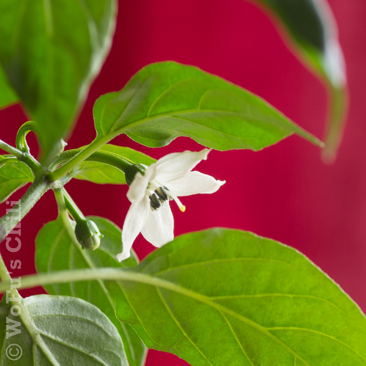 WoFu&rsquo;s Chilis: Jalapeno Craigs Grande Blüte