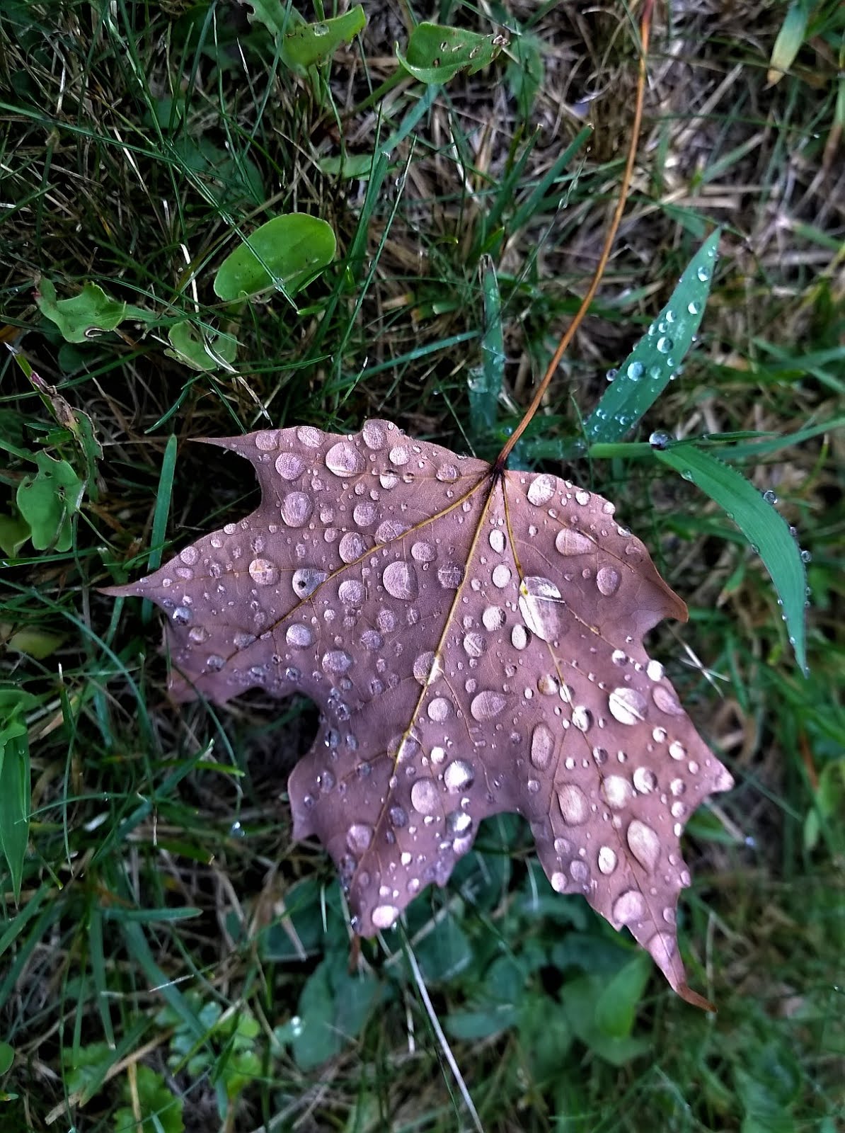 Raindrops Fall New Hampshire