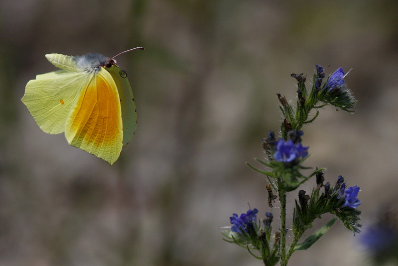 Papillonade  Gonepteryx+cleopatra+%285