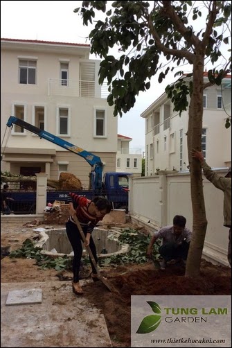 Thiết kế hồ cá Koi đẹp, sân vườn Splendora với hồ cá Koi mini, cá Koi Nhật thân thiện Thiết kế hồ cá Koi đẹp, sân vườn Splendora với hồ cá Koi mini, cá Koi Nhật thân thiện