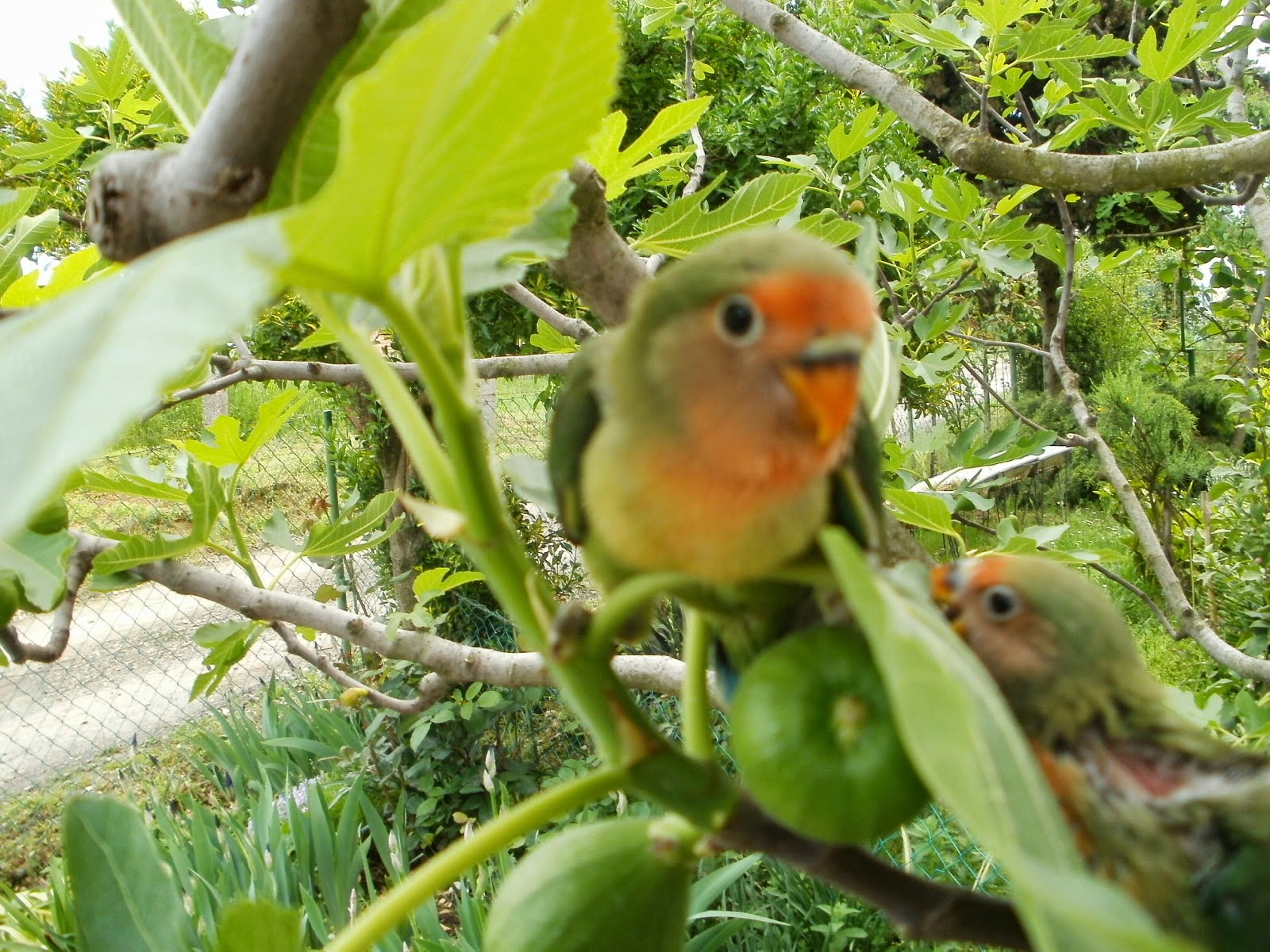 pitome papige Papiga stigla(Osnovne informacije za prve dane)