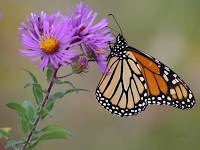 butterfly and flower images