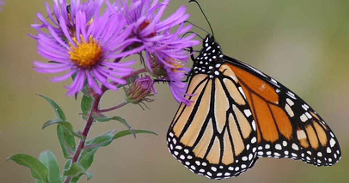 Butterfly Pictures And Explanations