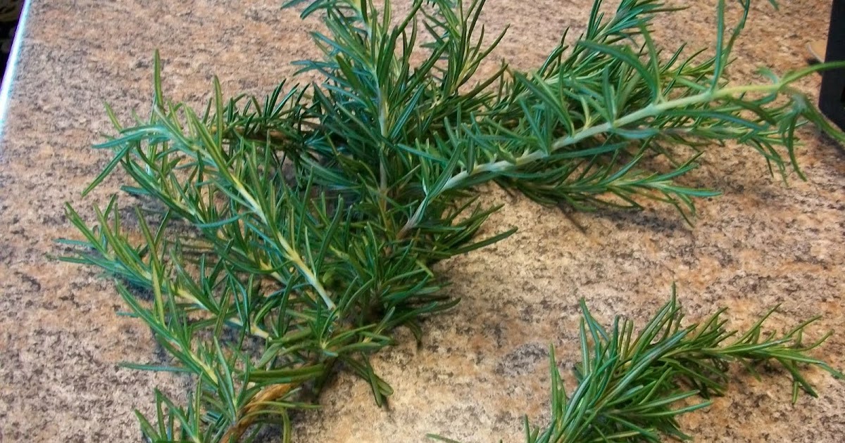 Gardening4Life Growing Rosemary