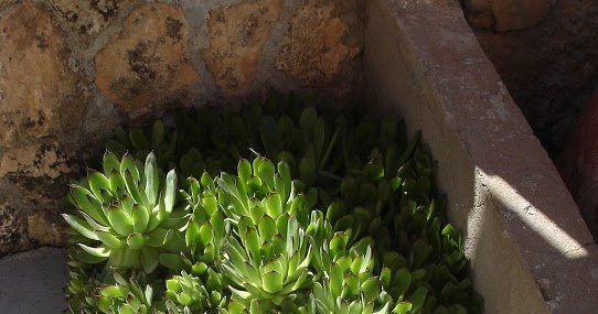 El jardín en macetas: Rocas