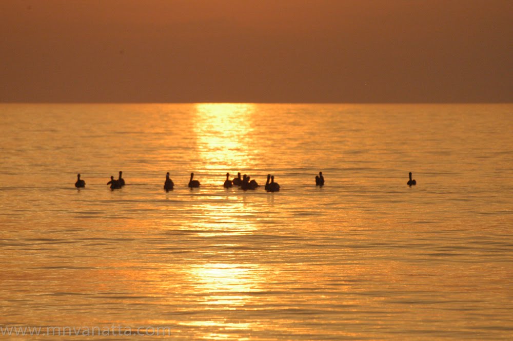 Pelicans Gathering