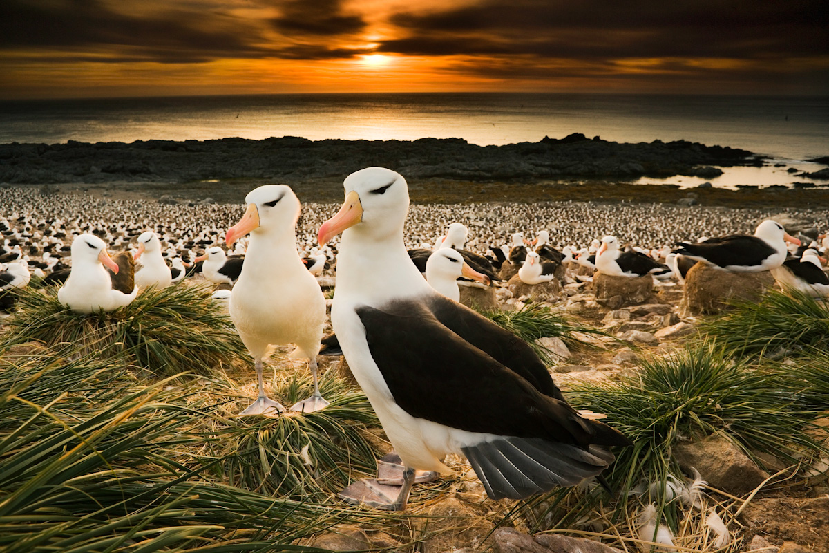 C4 Photo Safari Master of Photography Art Wolfe.