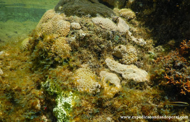 Corais da Enseada dos Abreus
