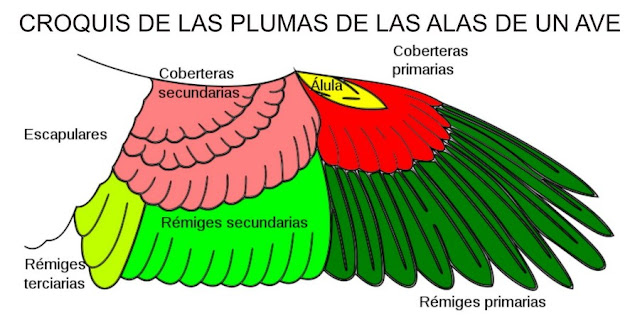 Croquis de las plumas de las alas de un ave - Fauna Iberica - Fauna Española - http://spanishfauna.blogspot.com.es Croquis de las plumas de las alas de un ave - Fauna Iberica - Fauna Española - http://spanishfauna.blogspot.com.es