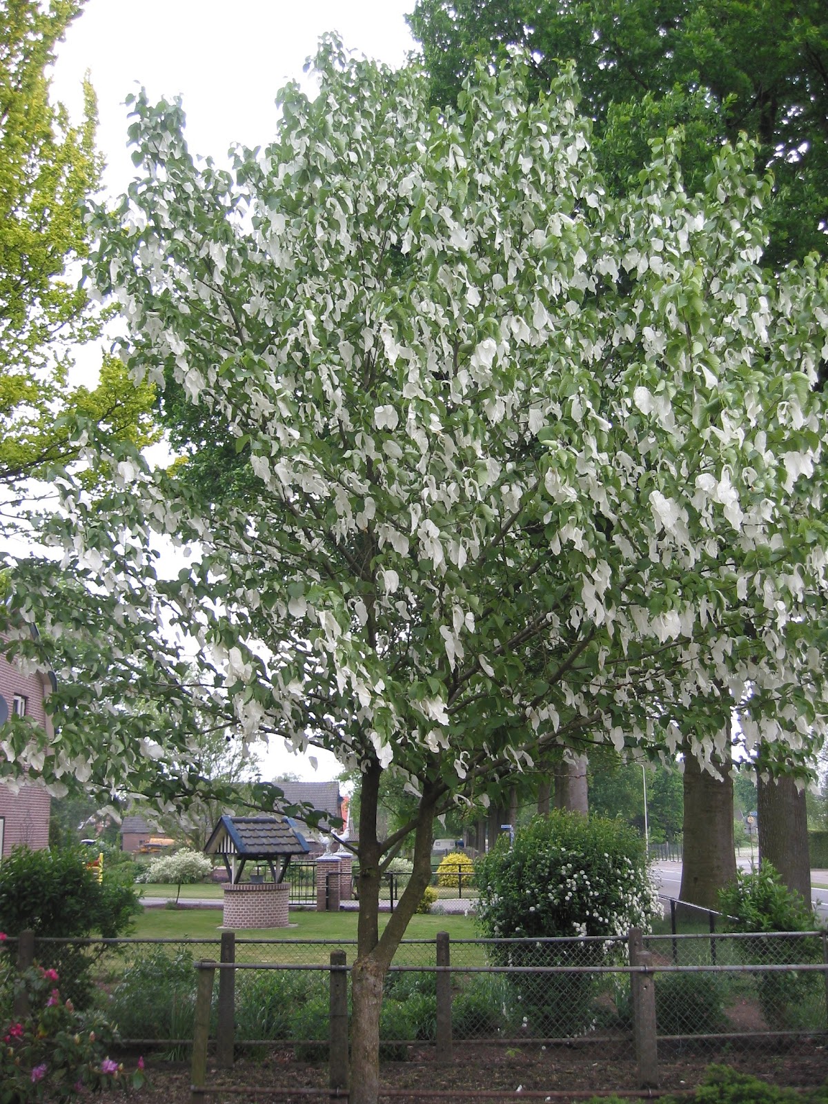 The British Gardener Tropical Years Hunt For Holy After All That Hard Work Wilson Realized He Wasn T The First To Introduce Davidii Tree Into Cultivation In 1897 A Roman Catholic China