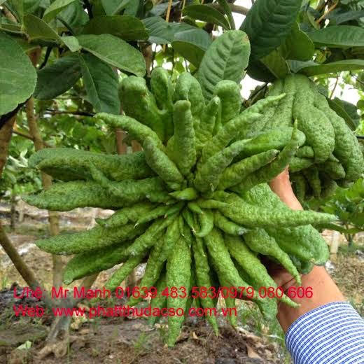 [Image: unnamed%2B%281%29.jpg]