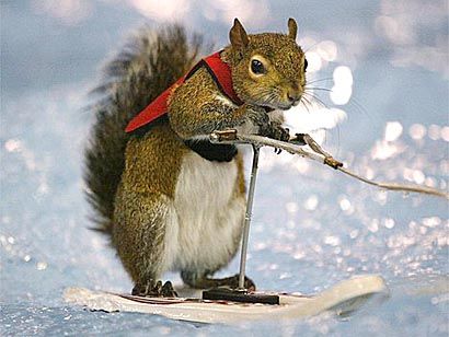 Squirrel | Funny and Interesting New Images-Photos - Pets Cute and Docile