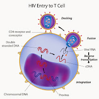Virus HIV menyerang Limfosit T4