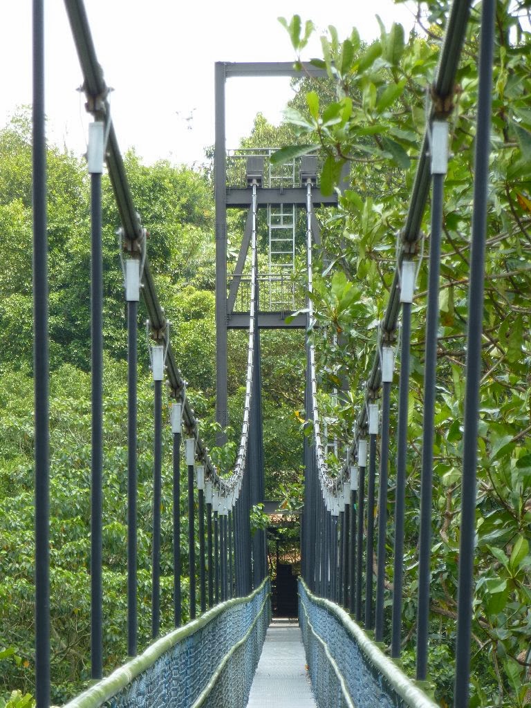 Singapore Walking Routes Venus Drive TreeTop Walk to Bukit Panjang
