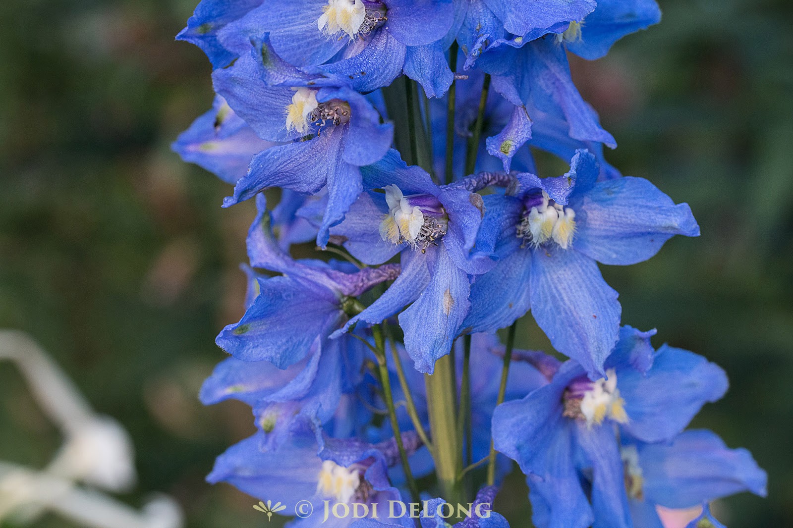 Bloomingwriter Gardening in Nova Scotia Love is Blue...Flowers