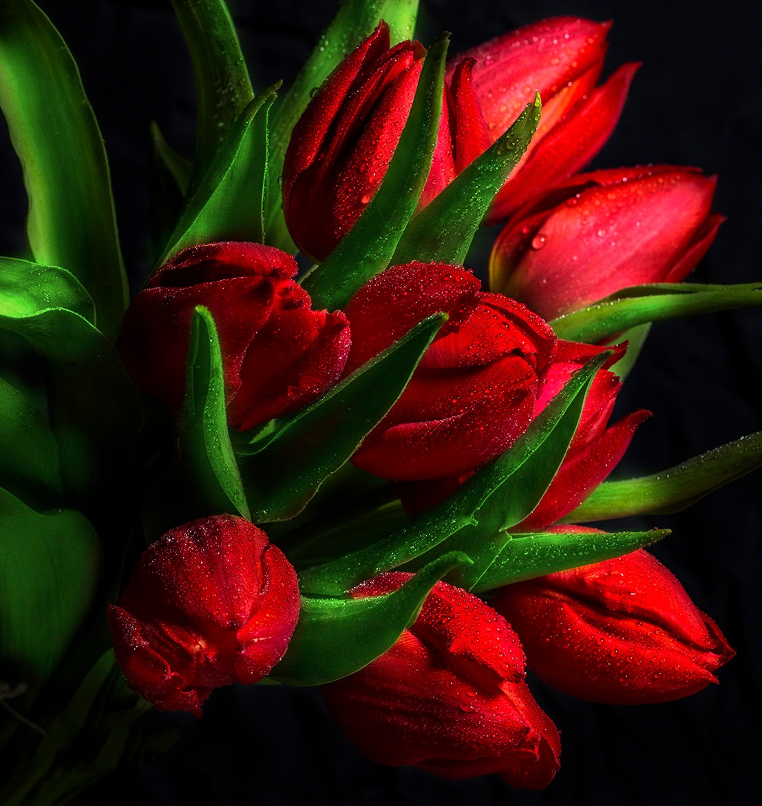 >>>El cajon de mis sueños, deseos. dudas.....>>> - Página 10 Fotos-gratis-de-flores-tulipanes-de-colores-free-colorful-tulips-photos-+(28)