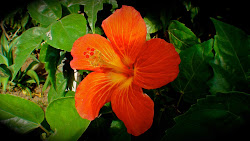 Aute (hibiscus), fleur typique de Polynésie