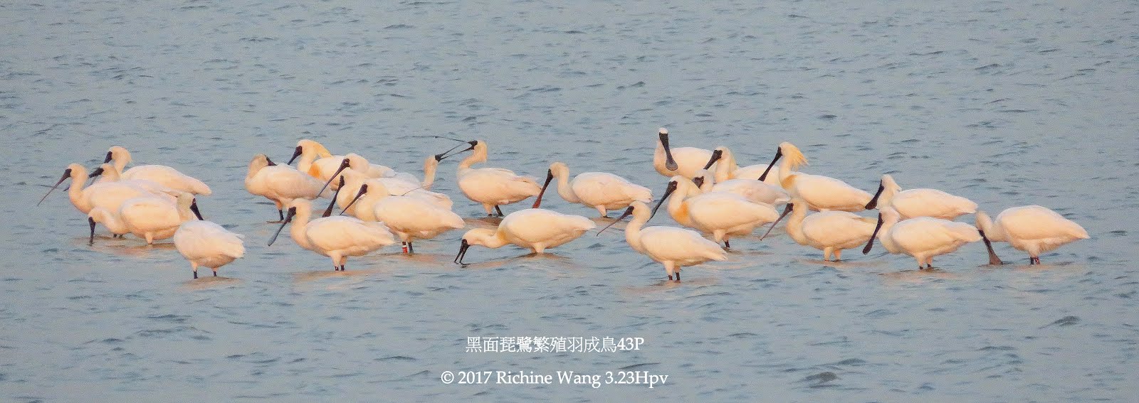 【高雄茄萣。冬季竹滬鹽田獵影2017】03.23BM -【黑面琵鷺繁殖羽】43P