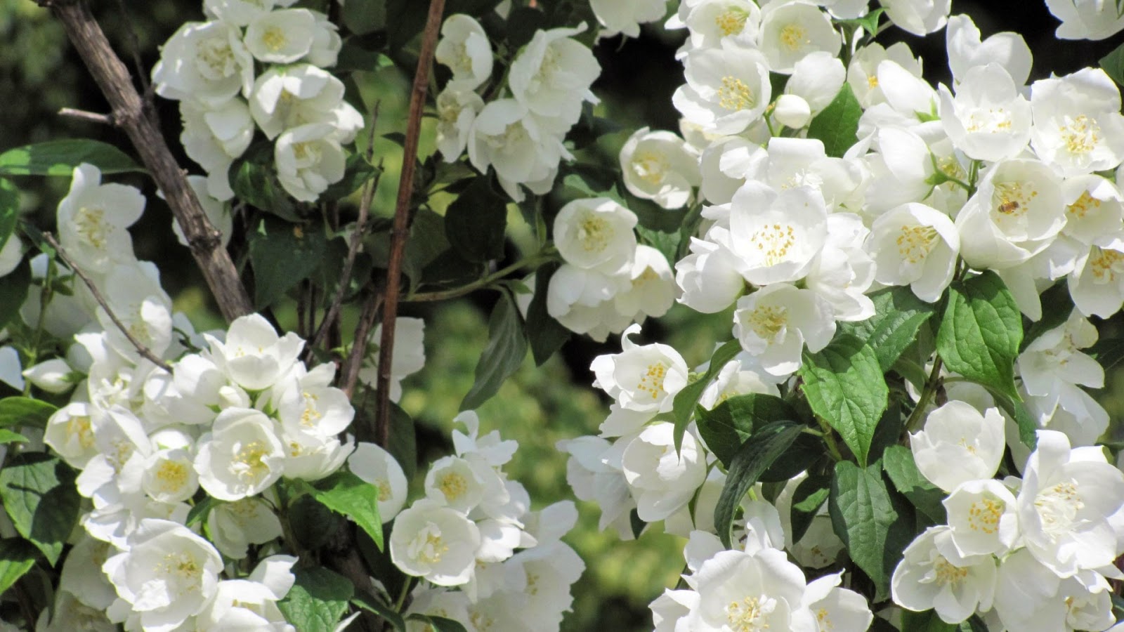 CHINAR SHADE JASMINE FLOWERS AND A KASHMIRI FOLK SONG THAT BROUGHT
