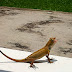 Lizard at Work