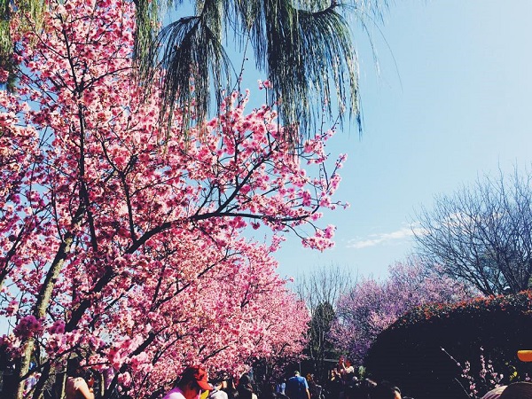 [Image: hoa-dao-no-ro-o-Uc-7.jpg]