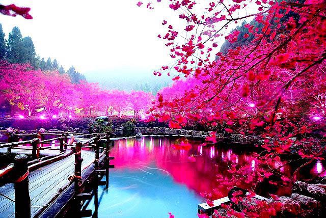  حقآآئق مذهله َ! Cherry+Blossom+Lake,+Sakura,+Japan