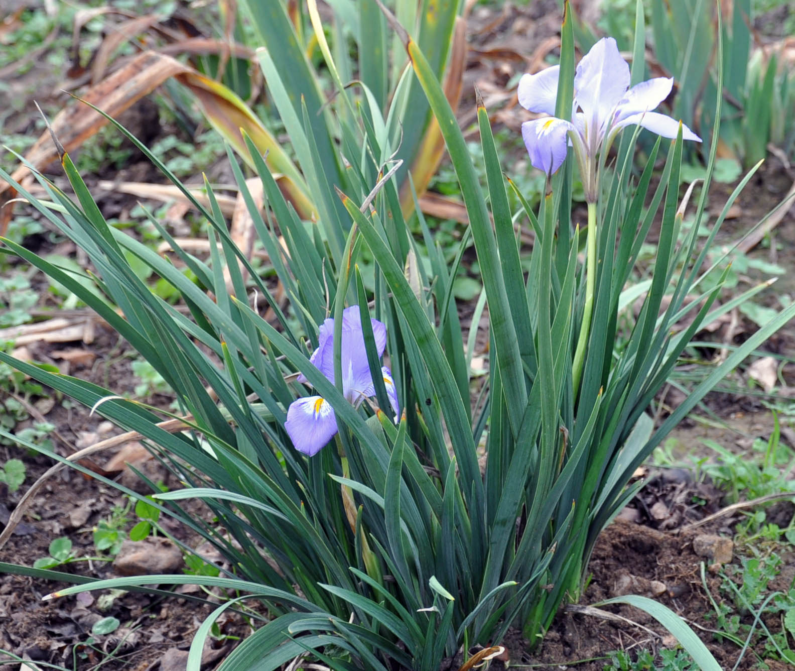 TAG online Winter flowering Iris