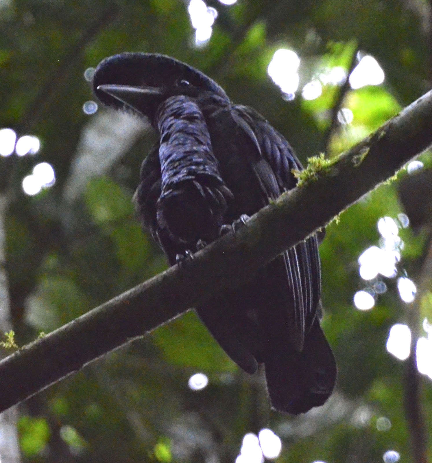 Long-Wattled Umbrellabird Male, Cephalopterus penduliger