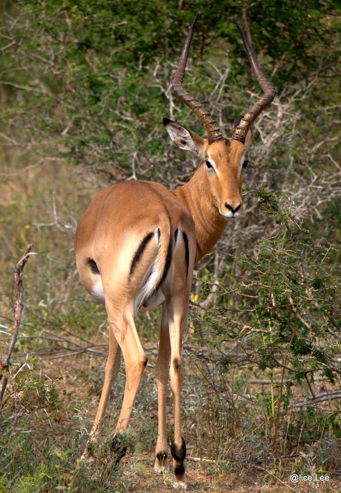 Impala