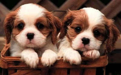 Cute Babies Puppies