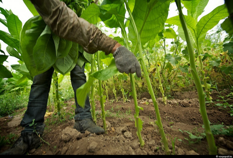How To Grow Tobacco FNNT