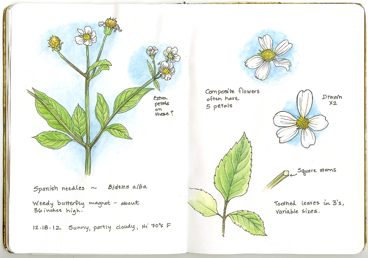 A Nature Art Journal in Southwest Florida Spanish needles