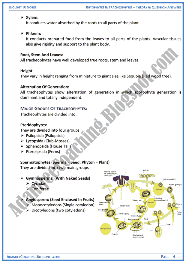 bryophytes-and-tracheophytes-theory-notes-and-question-answers-biology-notes-for-class-9th
