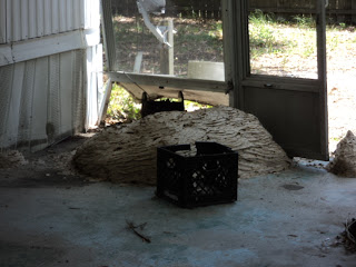 Orlando Yellow Jacket Nest
