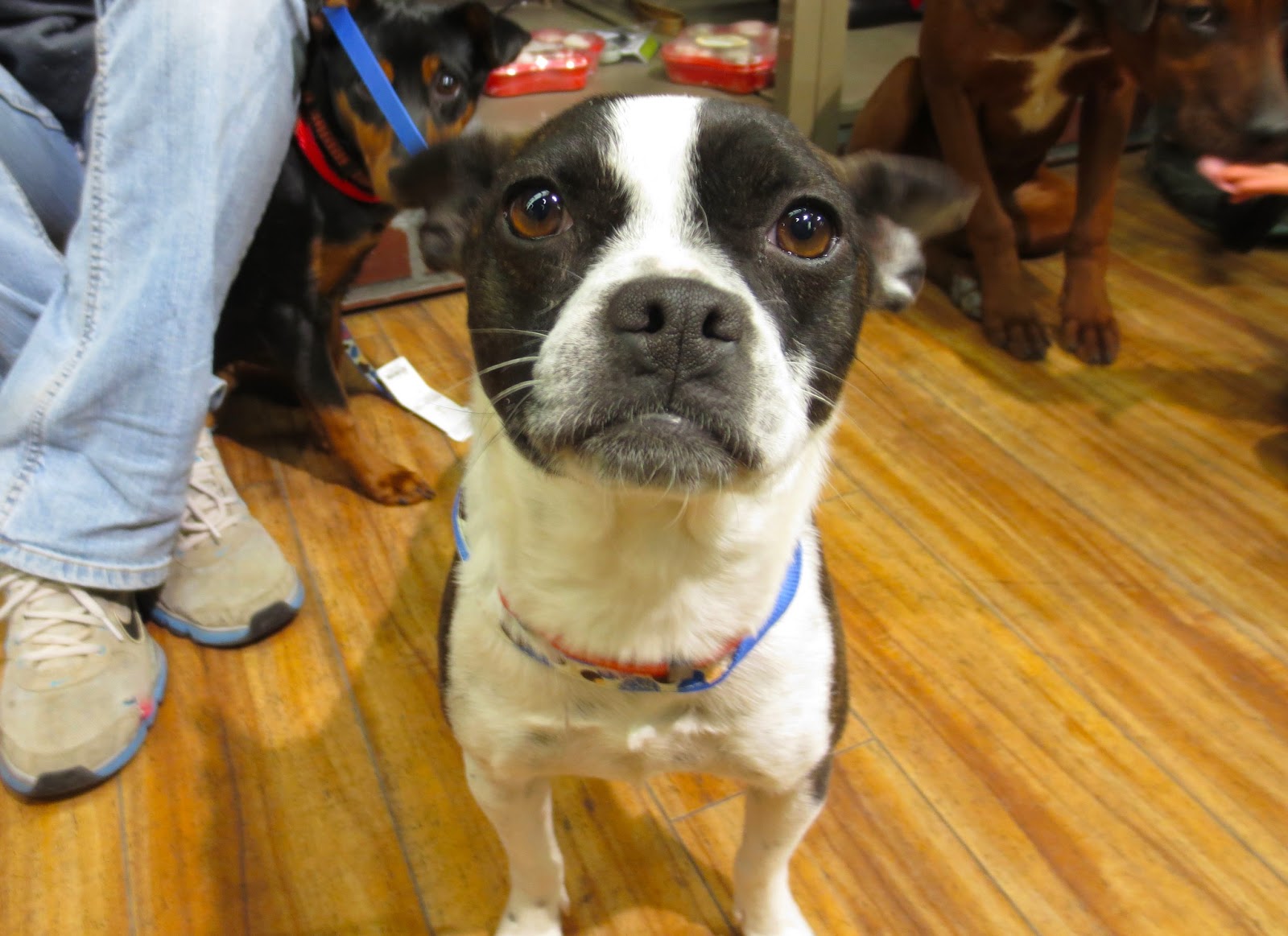 adopt site de rencontre