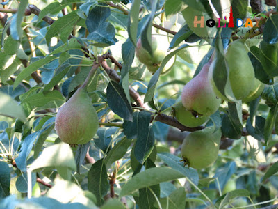 Fruits on trees in Tirthan Fruits on trees in Tirthan