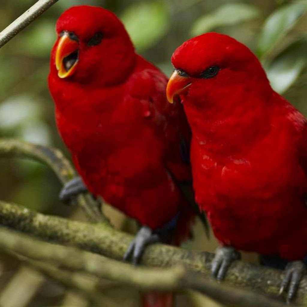 Free Download Images Of Birds Free Download Images Of Birds