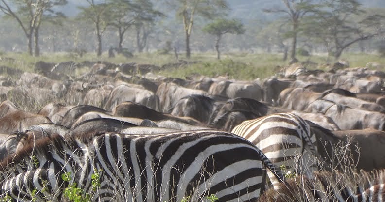 Annual Migration of Zebras and Wildebeest