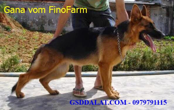 Đà Lạt - Bán GSD có gia phả, gắn chip. - 1