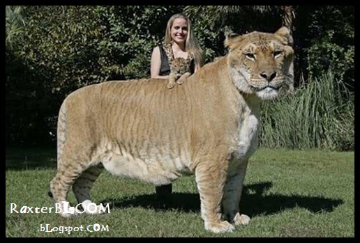 Ligers Adalah Hewan Blasteran Harimau dan Singa Ligers Adalah Hewan Blasteran Harimau dan Singa - raxterbloom.blogspot.com