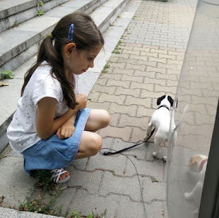 A little girl greeting the puppies A little girl greeting the puppies