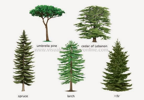 the english cubby types of plants the english cubby types of plants