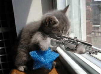 gatos gatos